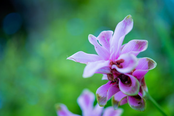 Purple flowers, green backdrop In the beautiful flower garden.
