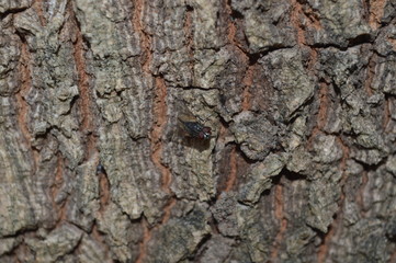 Flies perched on brown bark