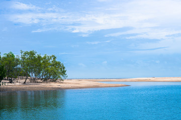 sandy beach with trees