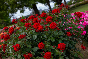 Fototapeta na wymiar ばら園に咲く赤いバラの美しさに魅了されました！