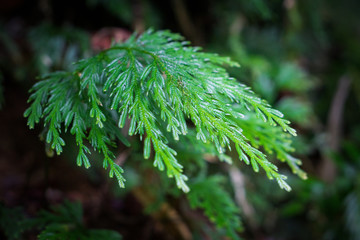 fern leaf