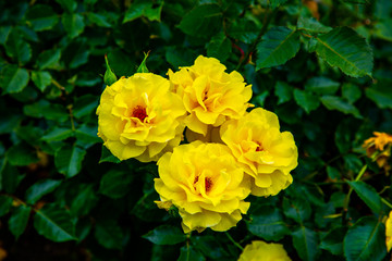 淡い黄色のバラは心和ます素敵なお花！