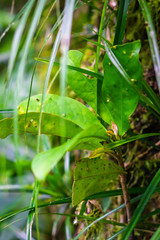a knobbly branch shoot