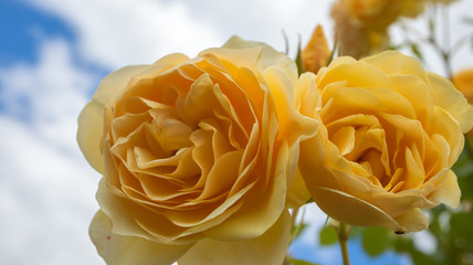 淡い黄色のバラは心和ます素敵なお花！