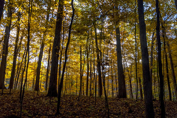Yellow forest in begin summer in national park.