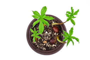 Young chestnut tree sprouts in a pot with green fresh leaves isolated on a white background. Top view.