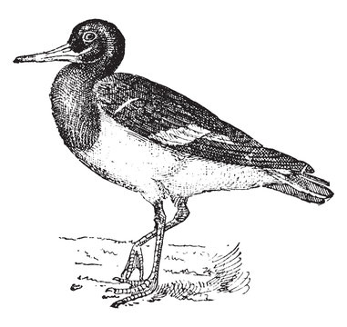 recommend clip art: Oystercatcher bird, vintage illustration.