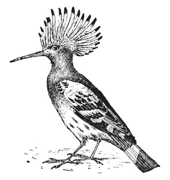 recommend clip art: Hoopoe bird, vintage illustration.