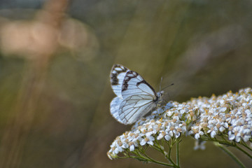 Pine White Butterfly on a white flower head