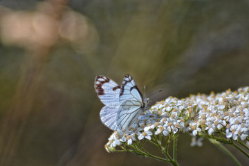 Pine White Butterfly on a white flower head