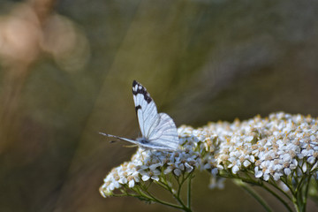 Pine White Butterfly on a white flower head