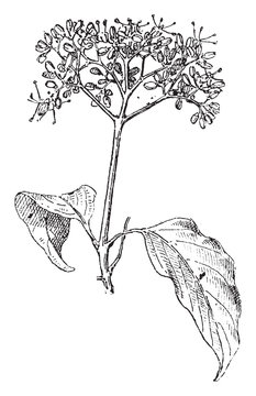 botanical drawing of dogwood plant clip art preview