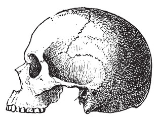 Craniometry, vintage illustration.
