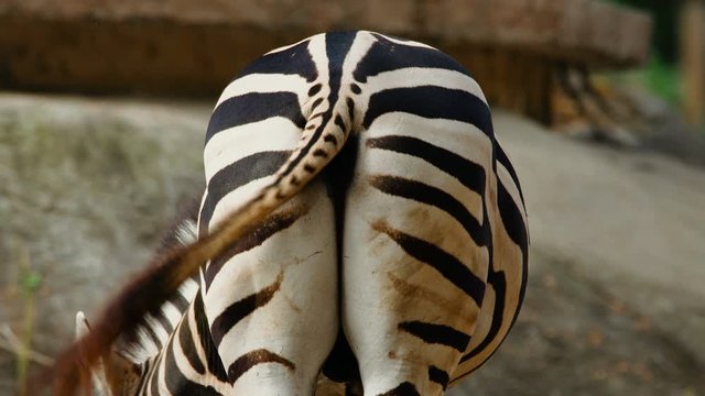 Close up shot of the back of a zebra (Equus quagga), it is wagging its tail. Wildlife and nature stock footage.