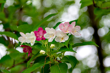Flowers of Deutzia crenata in Japan