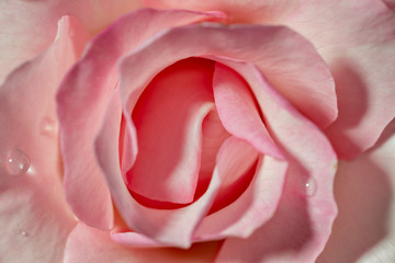 Close-up of pink rose in full blooming in Japan