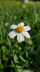 white daisy flower