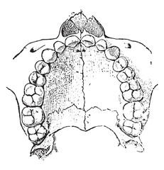 Upper jaw tooth, underside, vintage illustration. © Morphart