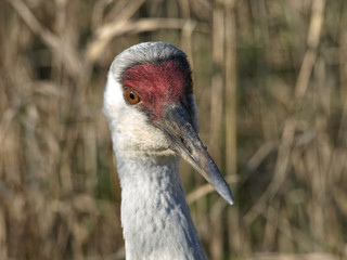 Sandhill crane portrait