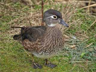 Female wood duck