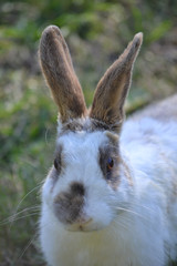 Wild rabbit