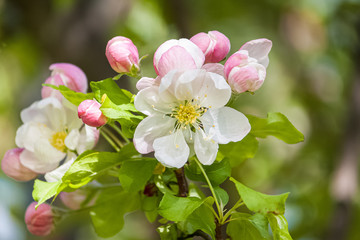 blooming apple tree