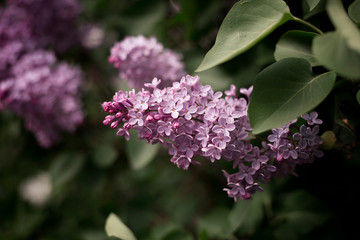 Obraz premium lilac flowers in the garden
