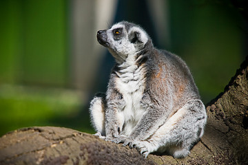 Naklejka na ściany i meble Lemur (lemur catta). Funny monkey lemur. Lemur funny face. Funny monkey lemur portrait. Lemur portrait