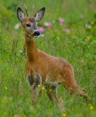 deer in the grass