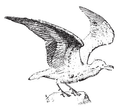 recommend clip art: Seagull bird, vintage illustration.
