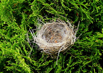 A bird nest on top of the green bush