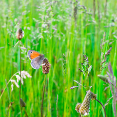 Orange butterfly in the green grass. Background