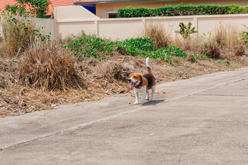 Happy smiling young beagle dog walking on the street