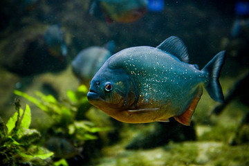 Red piranha (Pygocentrus nattereri), also known as the Red-bellied piranha, Red belly piranha in...