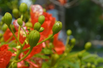 Orange flowers surrounded by green leaves in the garden