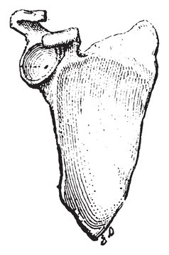 Glenoid cavity, vintage illustration.