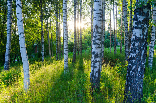 Finland Birch Forest.