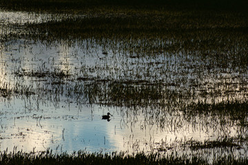 vista elevada de una laguna en contraste al cielo, con plantas y aves en su superficie 