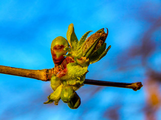 bud of a tree