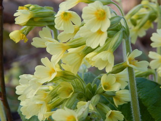 bunch of yellow flowers