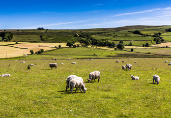 Fototapeta premium Sheep grazing in a farm