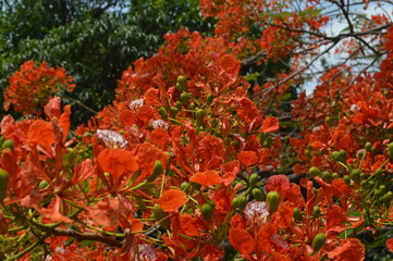 Orange flowers surrounded by green leaves in the garden