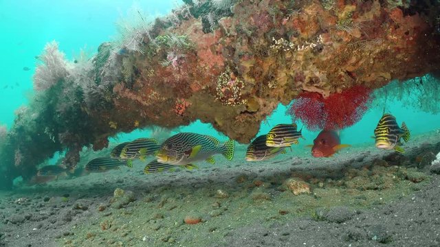 A flock of beautiful tropical fish of sweetlip under coral polyp at the bottom of the sea in crystal clear water