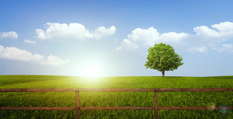 Fototapeta na wymiar Brown wooden fence and rice field green grass with solitary tree and a cloudy blue sky background