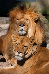 Obraz na płótnie Canvas Lion Family resting, lion, lionesses.
