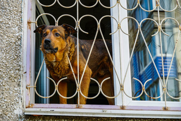 black-red dog peeks out of the apartment window through a carved figured lattice
