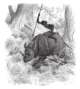 Cafre hunter swept away by a rhinoceros, vintage illustration.