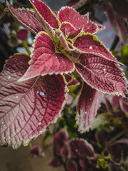 red leaf with dew