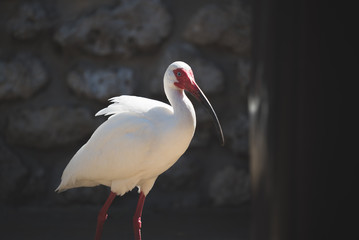 Obraz premium close up of a white ibis