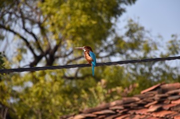 White Throated Kingfisher or White Breasted Kingfisher sitting on a electricity cable